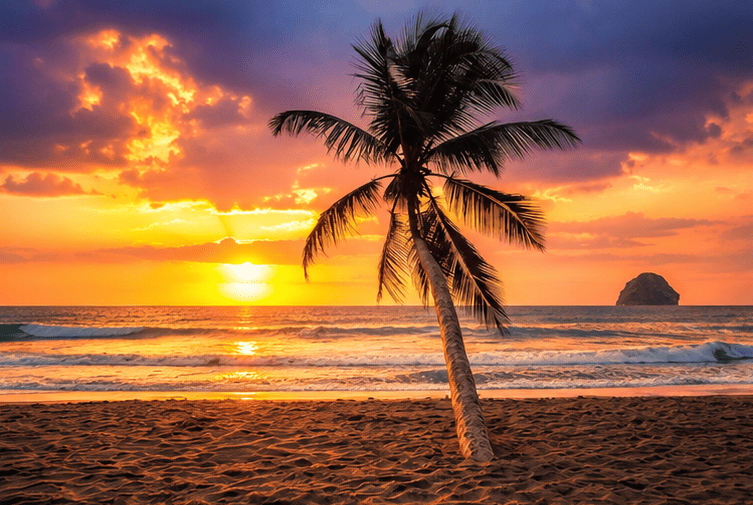 Un palmier sur une plage antillaise au coucher du soleil